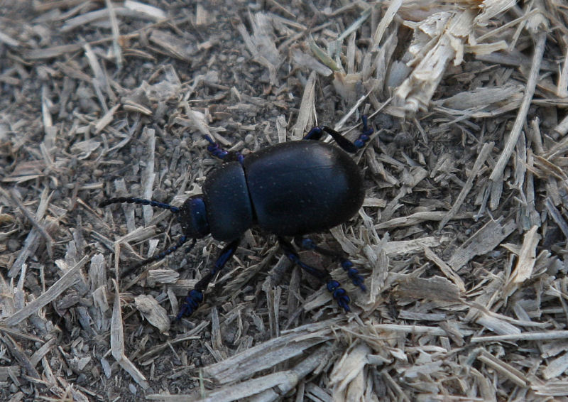 Timarcha nicaeensis del Bolognese